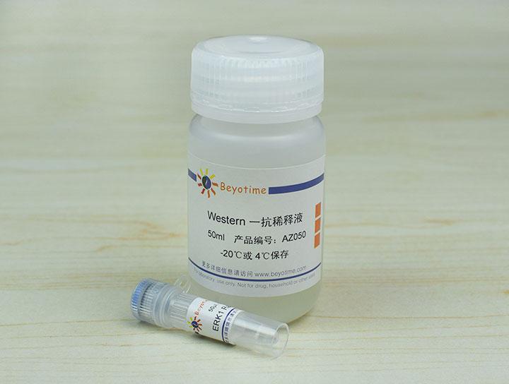 ERK1 Rabbit Polyclonal Antibody